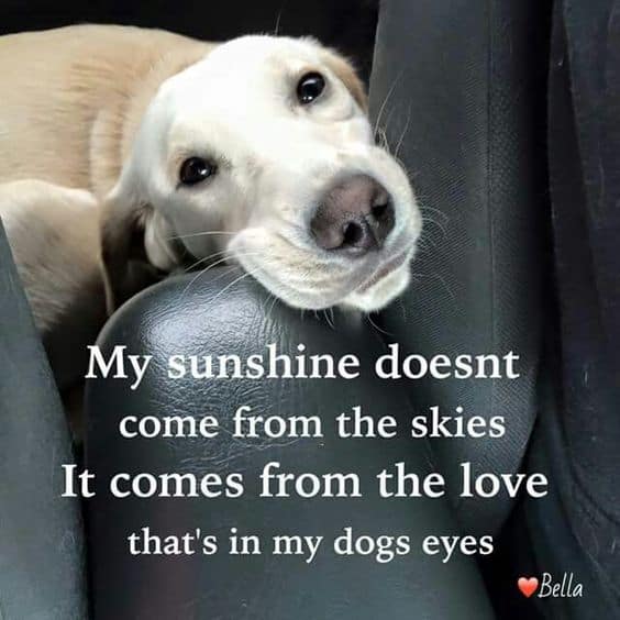 No Matter How Many Years We Get With Our Dogs Its Never Long Enough Dog Quotes Love