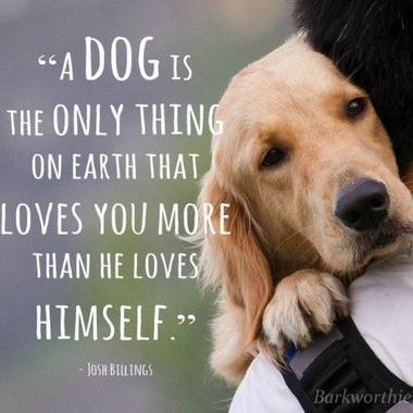 101 Dog Quotes (2022)