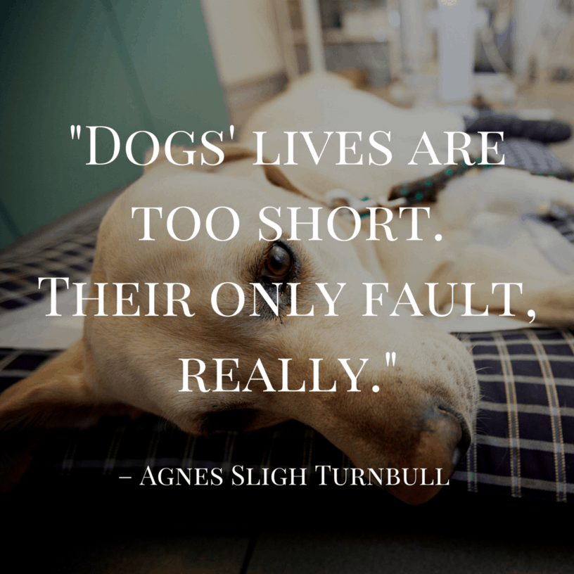 101 Dog Quotes 2022 101-dog-quotes-2022