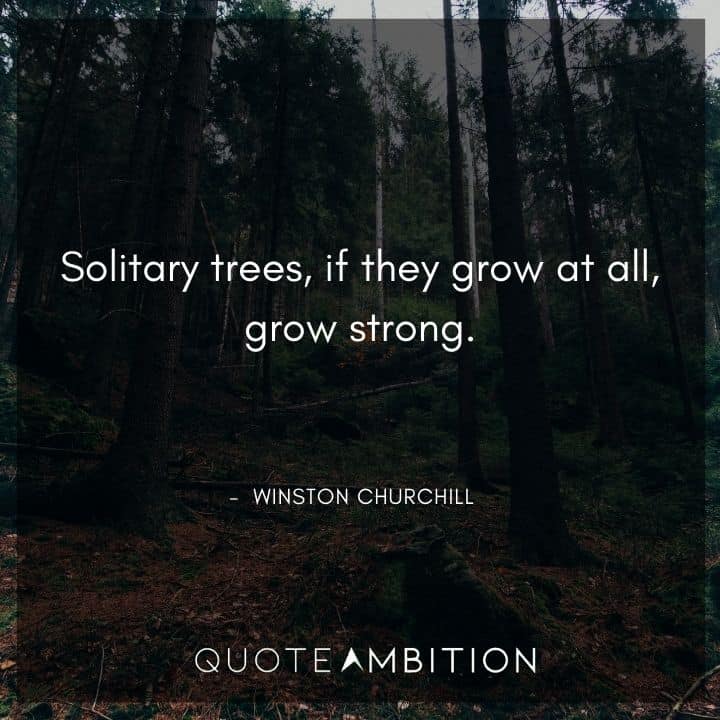 Winston Churchill Quotes - Solitary trees, if they grow at all, grow strong.