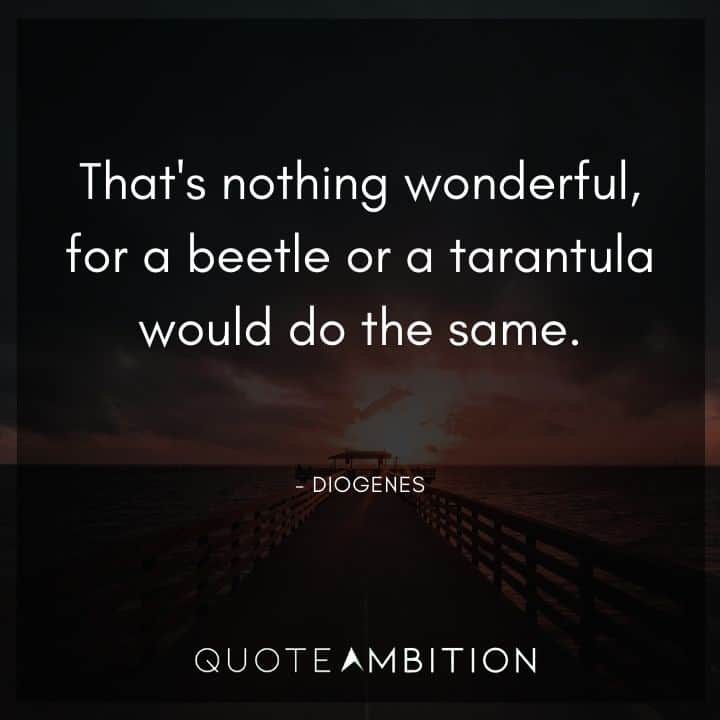 Diogenes Quote - That's nothing wonderful, for a beetle or a tarantula would do the same.