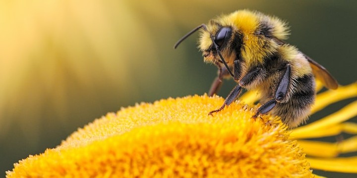 130 Bee Quotes to Teach You the Value of Hard Work