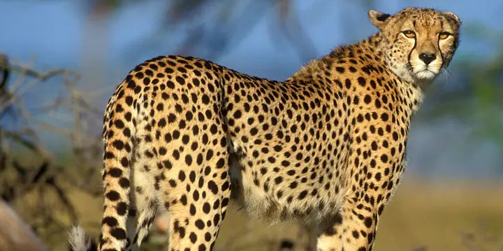 50 Cheetah Quotes on Speed, Strength, and More