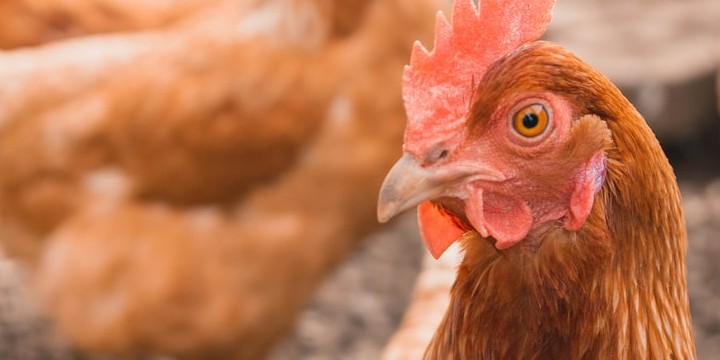 120 Chicken Quotes to Make You Appreciate Them