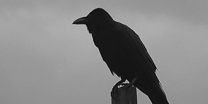 Crow Quotes