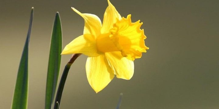 Daffodil Quotes