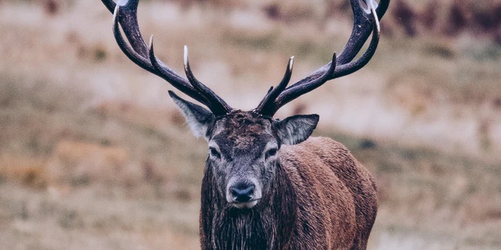 130 Deer Quotes About Hunting, Life, and Grace