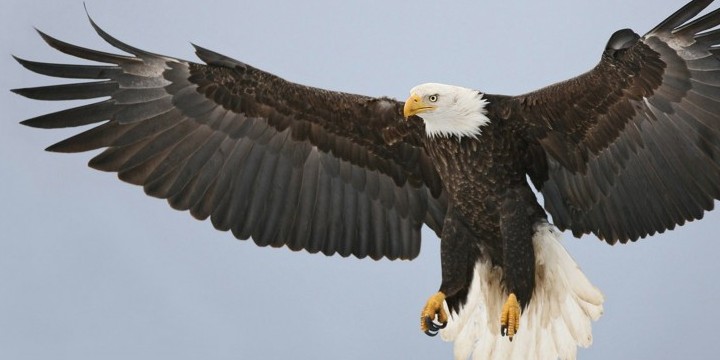 Eagle Quotes