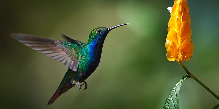 Hummingbird Quotes