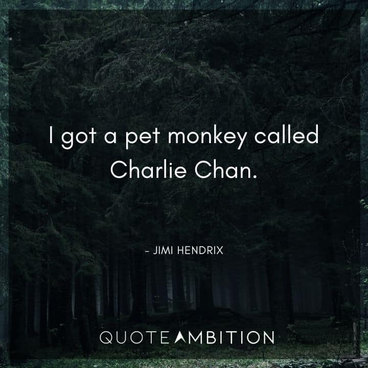 Jimi Hendrix Quotes - I got a pet monkey called Charlie Chan.