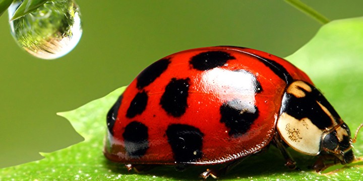 Ladybug Quotes