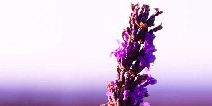 Lavender Quotes