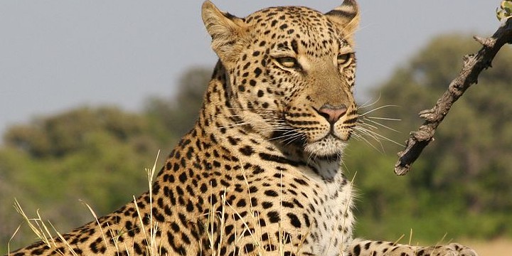 100 Leopard Quotes on Power, Strength, and Self-Reliance