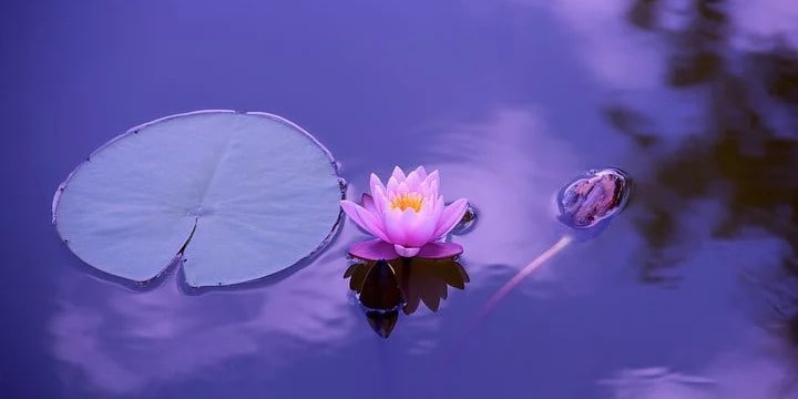 Lotus Flower Quotes