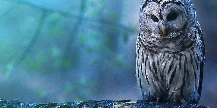 110 Owl Quotes That Will Show You How Wise They Are