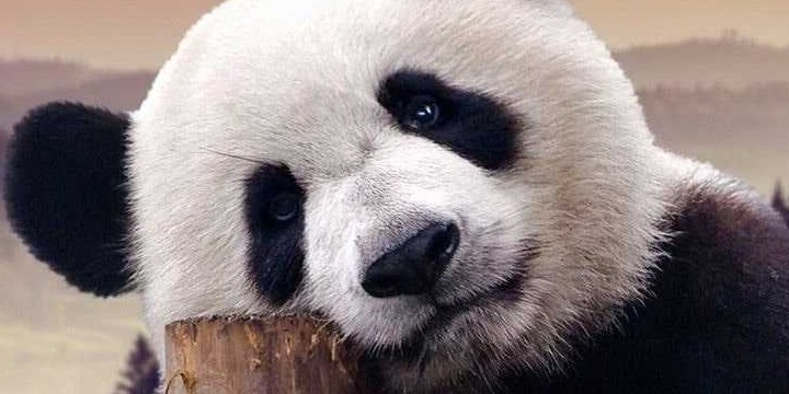 40 Panda Quotes on How Cute and Adorable They Are