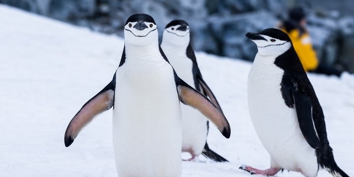 60 Penguin Quotes on Devotion and Adaptation