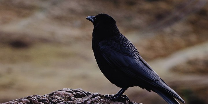 80 Raven Quotes for the Good & Bad Omens in Life