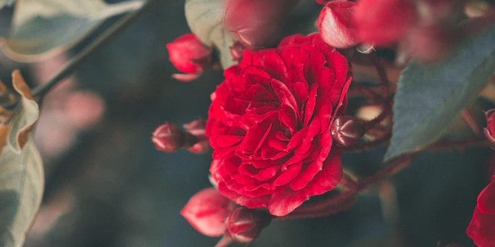 200 Rose Quotes to Remind You of Your Strength