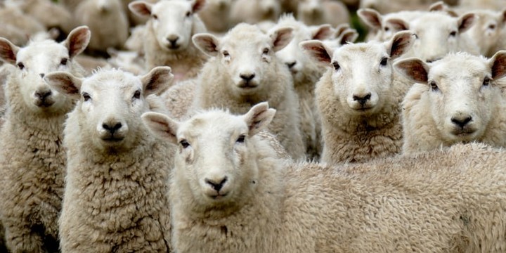 140 Sheep Quotes to Inspire Humility & Ambition