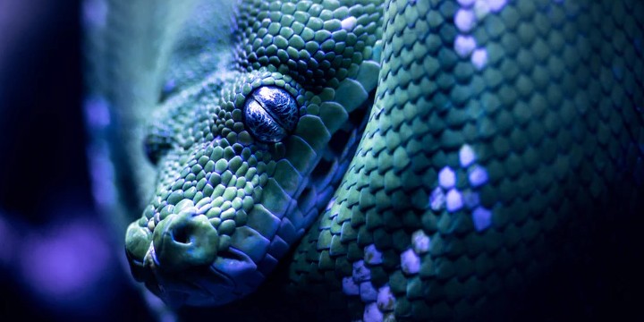 170 Snake Quotes to Help You Turn Your Fear Around