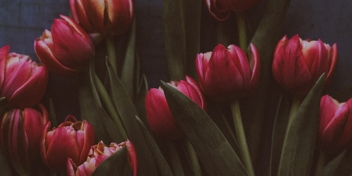 Tulip Quotes