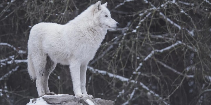 110 Wolf Quotes to Inspire You to Take the Lead