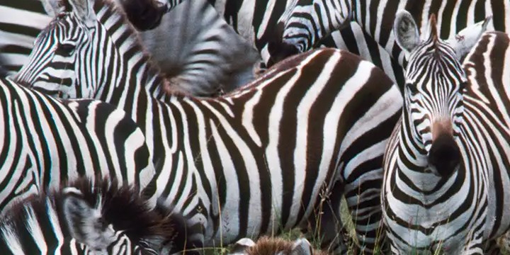 Zebra Quotes