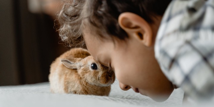 50 Velveteen Rabbit Quotes on Being Real