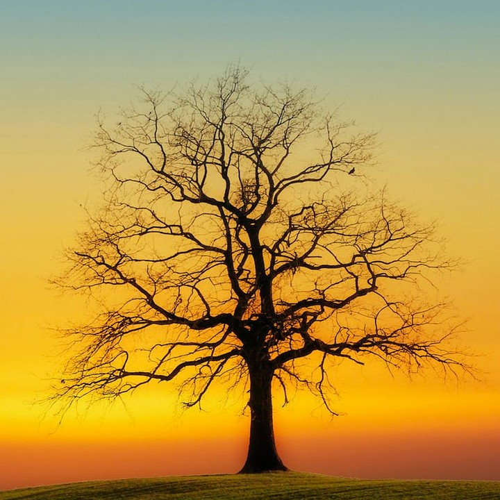 Tree Quotes to Inspire Growth, Resilience, and More