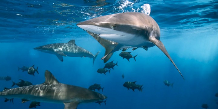 50 Shark Quotes That'll Push You to Keep Moving Forward 50 Shark Quotes That'll Push You to Keep Moving Forward